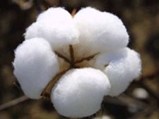 cotton flower