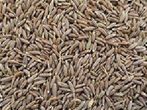 Cumin Seed Waste