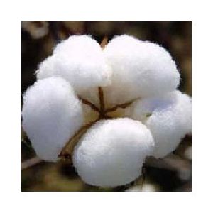 Raw Cotton