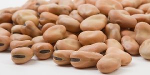 Faba Beans