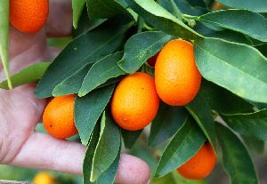 Kumquats Fruit