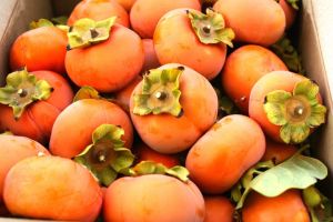 Persimmons Fruit