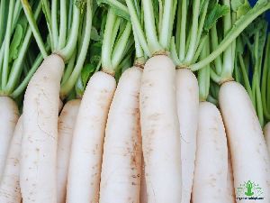 Radish