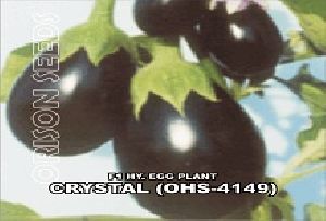Hybrid Egg Plant