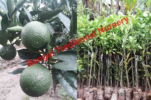 Malta Lemon Plants