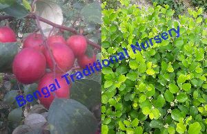 Red Apple Ber Plants