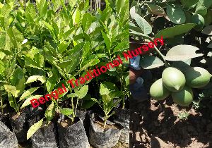 Seedless Lemon Plants