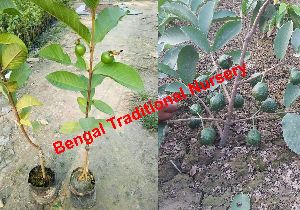 Thai 7 guava plants