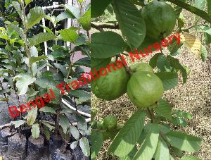 VNR Guava Plants