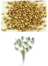 Coriander