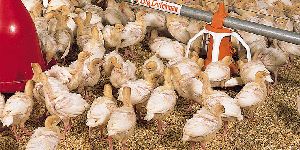 Poultry Feed