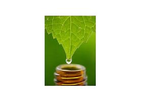 Mentha Citrate Oil