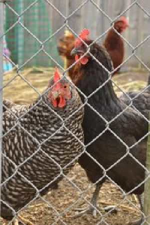 Poultry Farm Chain Link