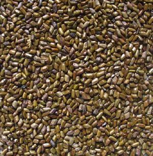 Cassia Tora Seeds