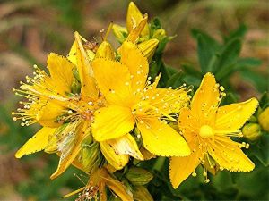 st. john wort extract