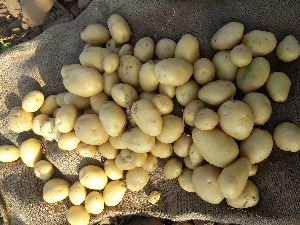 Potato onion vegetables