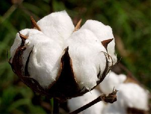 Raw Cotton Fiber