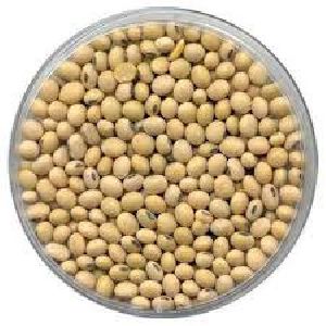 Soybean Seeds