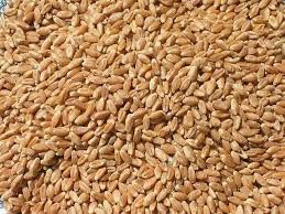 Wheat Seeds