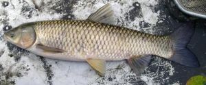 Grass carp Fish seed