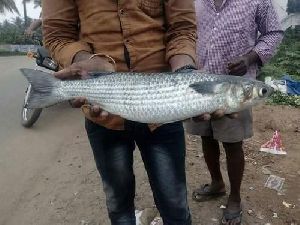 Grey Mullet Fish Seed