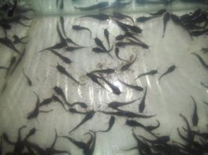 Magur Fish Seed