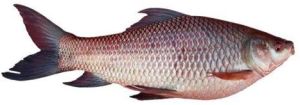 rohu fish seed