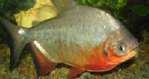 Roopchand Fish Seed