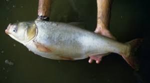 Silver Carp Fish Seed