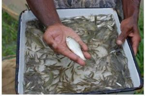 Tilapia Fish Seed