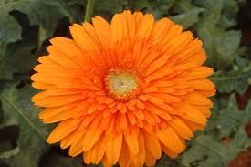 Goliath Gerbera Flower