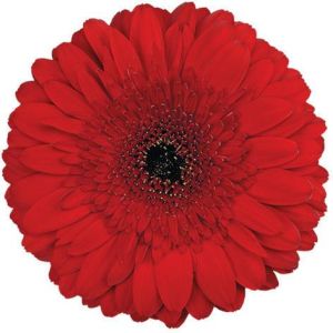 Stanza Gerbera Flower