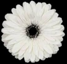 Winter Queen Gerbera Flower