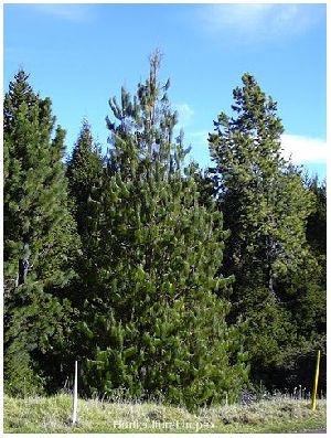 Pinus Patula