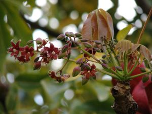 Sterculia Foetida