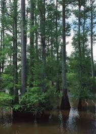 Taxodium mucronatum