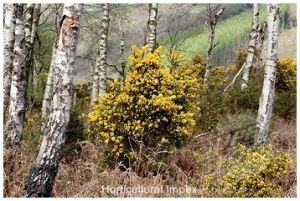 Ulex europaeus Tree Seed