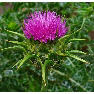 Milk Thistle Extract