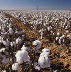 Natural Cotton Ginning