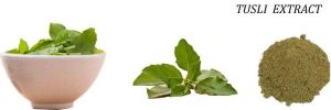 Tulsi Extract