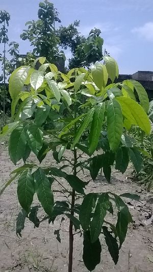 mahogany plants