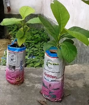 Teak Plant