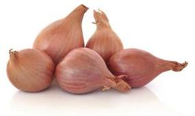 Shallot