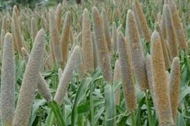 Pearl Millet