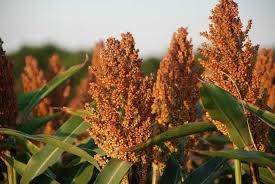 Sorghum Seeds