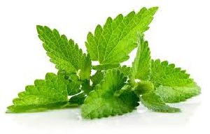 Fresh Mint Leaves