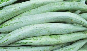 Fresh Snake Gourd