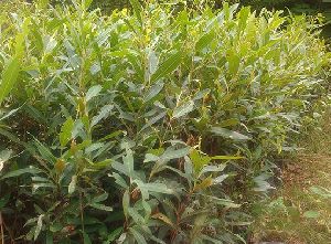 Black Jamun tree