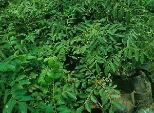 Curry Leaves