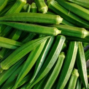 Fresh Okra